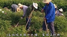 除草剂不用花钱买，5毛成本做一大桶，杂草一喷就死，省钱又好用