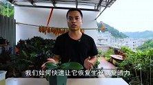 半死不活的蝴蝶兰，浇一次“复壮水”，半个月恢复生长