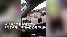 河南南阳2只老虎跑出铁笼：饲养员被咬身亡 老虎已被击毙