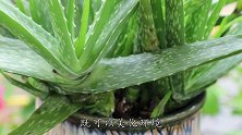 新栽芦荟苗，为啥叶子容易变灰褐色，原来是犯了“忌讳”