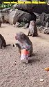 这只猴子吃独食