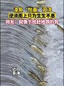 青海：一年一度湟鱼洄流，逆流而上只为生生不息