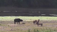 狮群想捕猎水牛幼崽，面对4头强壮的狮子，母水牛显得的很无力