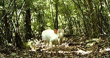 罕见！神农架拍到白化小麂影像 国内第三次拍到白化动物