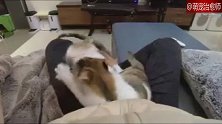 2只猫在主人腿上打架，太忘我了，期间还停下来看看