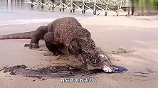 蜥蜴运气太好，在海边捡到只大章鱼，直接生吞墨汁都流一地