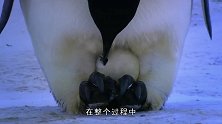 上万只小蝌蚪困在水坑里，快被晒死的时候，牛蛙爸爸一招救下！