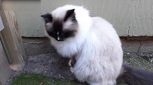 蹲在墙角的猫咪，看这可爱的小样子，真是抱回家呢！