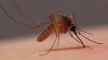蚊子成人类顶级掠食者 每年杀死70万人