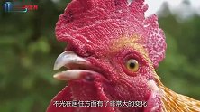 曾被“疯抢”的土鸡，为什么如今拿到城里却没人买了