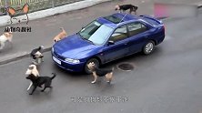 两条狗在路边嬉戏，迎面过来一辆汽车，下一秒悲剧了