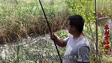 开闸放水，小伙长竿短线钓草窝，遇到鲫鱼！群霸气连杆数不过来