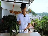 水培富贵竹，不能经常浇自来水，2个操作经常做