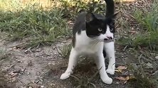 野外遇见一只小猫，竟然不怕人，怎么回事