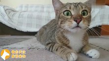 猫咪看恐怖片瞳孔一直变化，最后前面的猫吓跑了