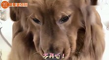 主人说金毛大欢脏，年后也找不到媳妇，狗狗开始耷拉脸生气，好逗
