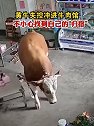 山东临沂：黄牛失控冲进牛肉馆，一不小心找到自己的“归宿”