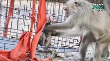 猴子被锁在铁笼里，猴妈知晓后前去营救，被这幕暖到了