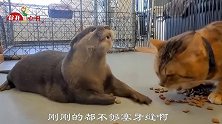搞笑视频：小姐姐胆量不小啊，我能像她那么潇洒就好了