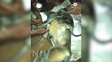 印度：一只母猴触电而死，村民为其办葬礼