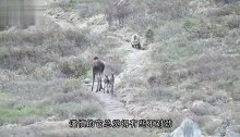 驼鹿带孩子回家，路上总感觉不对劲，回头一看忍住不要笑