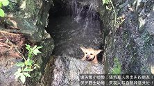 抢救在下水道不停呼救的小狗，幸运的是及时发现了！