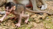 猴孩儿抓了一下摄影机，猴妈赶紧抱着猴孩儿远离现场，太逗了！
