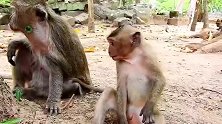 实拍：啃老猴蒂姆很有办法对付老猴妈
