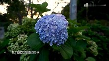 1千米高山上，发现野生的绣球花，圆锥绣球