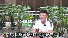 花园有小黑飞咋办？土里有蚂蚁怎么搞？老花医相声养花每日一答。