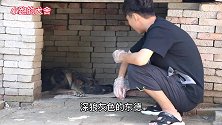 德牧生了3条不同颜色小狗，看着像狼灰又不像，主人也认不出来了