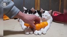 这主人好会玩啊，把猫咪都排排坐好，还放上了水果！