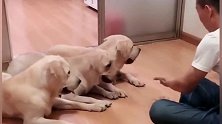 铲屎官把肉干变没了，拉布拉多犬怀疑是儿子偷吃了，让它交出来