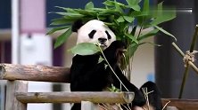 竹叶这样放即可以遮太阳，吃起来又不费力，也只有熊猫有这待遇了