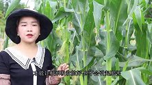 想要花粒期的玉米产量高，给它根外肥，颗颗都饱满