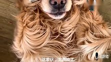 主人让金毛躺着晒太阳，金毛很害羞，用手捂脸，这表情好可爱
