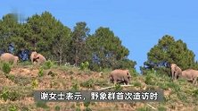 夫妻俩投资2000万建果园屡遭野象破坏，称十多头象一来一整天，林草局回应