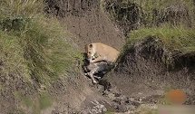 肯尼亚一新生长颈鹿被狮子追赶 被妈妈救下后不幸倒在河里淹死