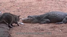 一条鳄鱼闯进猫窝里，猫妈拼死反抗，镜头拍下惊险一幕