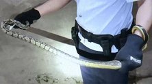 重庆：居民下班被1条蛇堵在家门口，民警手捏七寸制服它