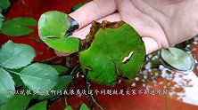 做错这一点，睡莲叶子出水就腐烂，和普通花卉完全不同
