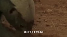 动物：猛兽大对决，战神比特犬PK平头哥