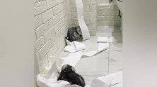 家里的卫生纸又遭殃了，被两只小猫拿来当玩具