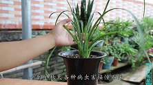 北方养兰花，管住这5个因素，才能养活养开花