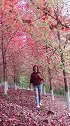 飘零的枫叶