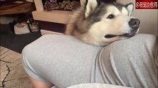 雪橇犬静静的趴在主人肚子上，感受着小铲屎官，岁月静好的画面！