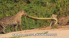 2只豹子为争夺食物，直接用蟒蛇身体拔河，网友：看着就疼