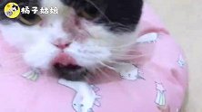 好心的铲屎官帮倒忙，小正太猫变小丑猫，小猫都蒙圈啦！好蠢萌