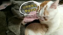 搞笑视频：带娃真心不容易，看看猫咪带娃就知道