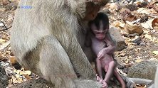 小猴子险些被坏蛋抢走，还好妈妈拼了命的护着它，这就是母爱吧